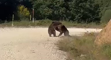 Gemlik'te Ayıların Yol Ortasında Güreşi Korkuttu: Uçuruma Yuvarlandılar!