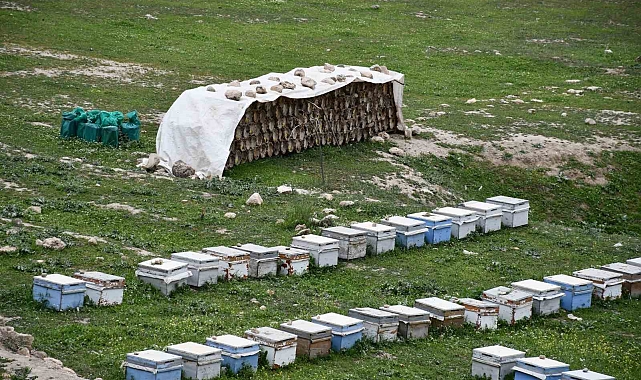 Göçer Arıcılar Cehennem Deresi&#039;nde Bal Üretimine Başladı