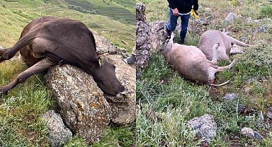 Hakkari'de yıldırım düşmesi sonucu 3 inek telef oldu