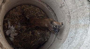 Hatay'da 3 metreliHatay'da 3 Metrelik Kuyuya Düşen Köpek Kurtarıldı