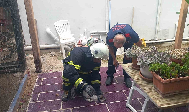 Hatay&#039;da Balık Ağına Takılan Kedi Kurtarıldı