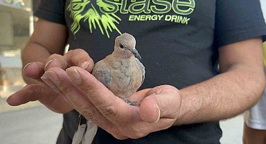 Hatay'da Bitkin Düşen Kumru İçin Vatandaş Seferber Oldu