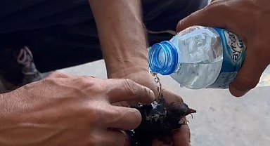 Hatay'da Yangından Kurtarılan Yavru Serçeye İtfaiyeden Can Suyu
