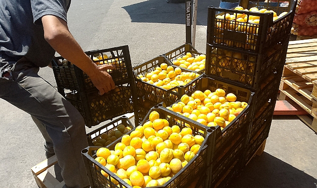 Iğdır&#039;da Kayısı Hasadı Hız Kesmiyor: &#039;Doğunun Çukur Ovası&#039;ndan Dünya Pazarlarına!