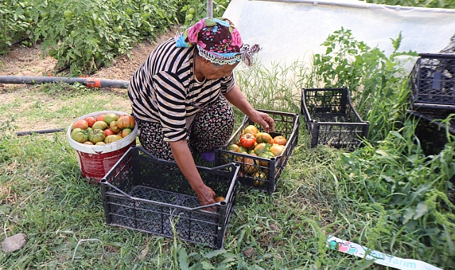 Iğdır’da Yetiştirilen Alaturka Domates, 