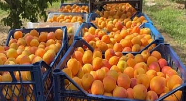 Iğdır'da Yılın İlk Kayısı Hasadı Başladı