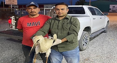 Iğdır'ın Melekli Beldesi'nde Bitkin Halde Bulunan Leylek Kurtarıldı
