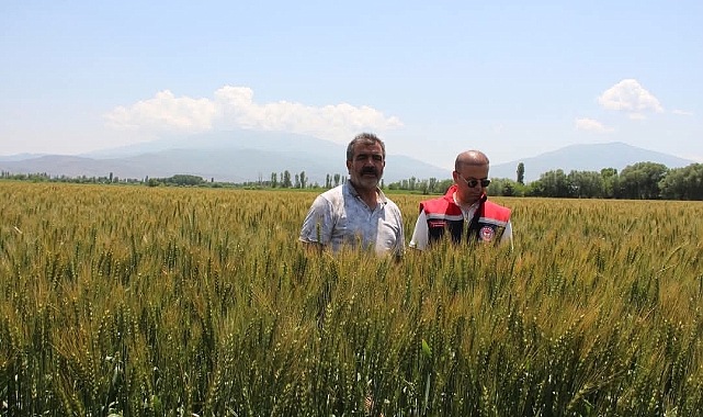 IĞDIR OVASI'NDA YERLİ VE MİLLİ GURUR: TANER BUĞDAYI ÇİFTÇİLERİN YÜZÜNÜ GÜLDÜRÜYOR