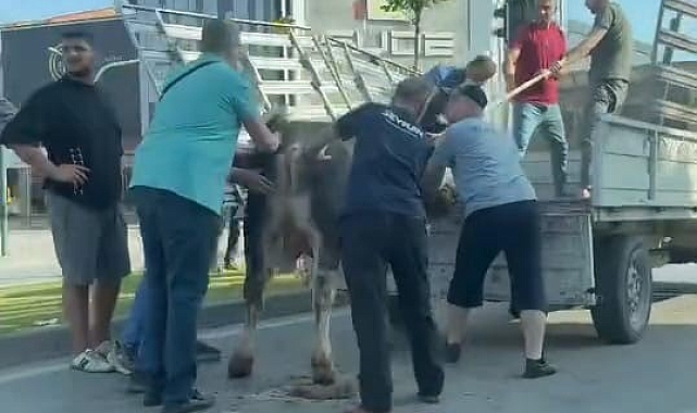 İnegöl&#039;de Kurban Bayramı Kaçakları: Sokaklarda Kovalamaca!