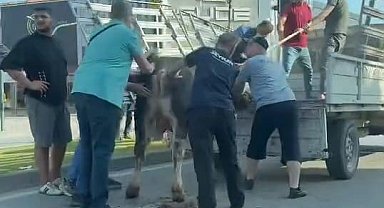 İnegöl'de Kurban Bayramı Kaçakları: Sokaklarda Kovalamaca!