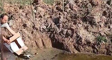 Isparta'da Yaralı Bahri Kuşu Tedavi Edilerek Doğaya Geri Bırakıldı