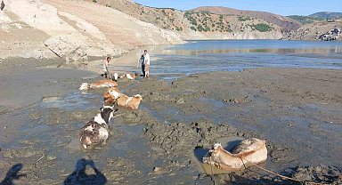 Kahramanmaraş'ta Bataklığa Saplanan 6 İnek Kurtarıldı