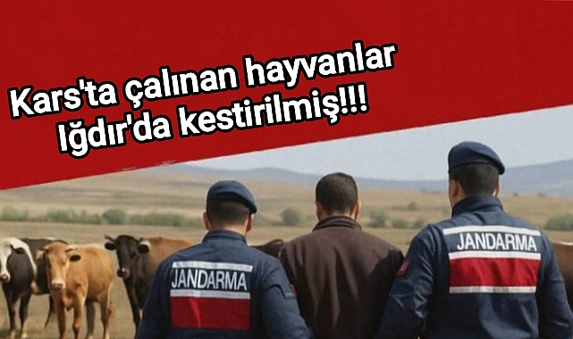 Kars'ta Çalınan Hayvanlar Iğdır'da Kestirilmiş!