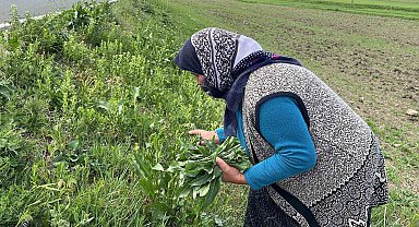 Karslı kadınların 'evelik' mesaisi başladı