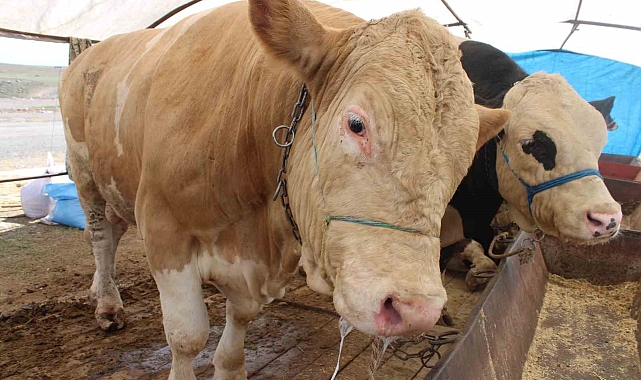 Kayseri Kurban Pazarı&#039;nın Gözdesi: 970 Kiloluk &#039;Minik&#039; İsimli Dana