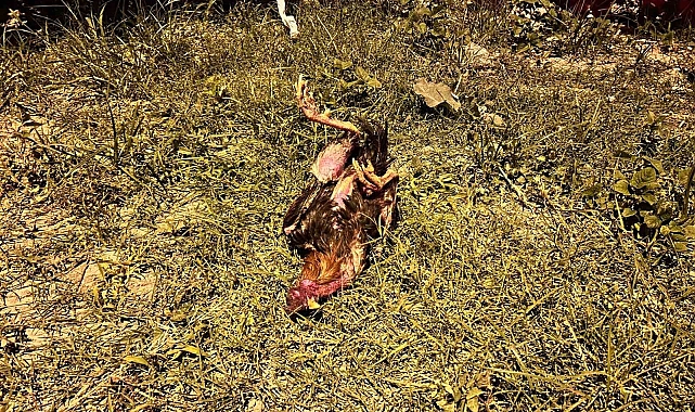 Kazada telef olan horoz için kalp masajı yaptı