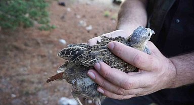 Keneye karşı doğaya keklik salma faaliyetleri devam ediyor