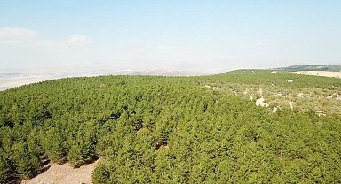 Kırıkkale'de Orman Yangını Riskine Karşı Tedbirler: Ormanlık Alanlara Giriş Yasaklandı