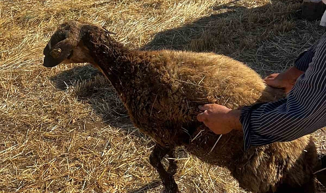 Kızıltepe&#039;de Kuyuya Düşen Koyun Kurtarıldı