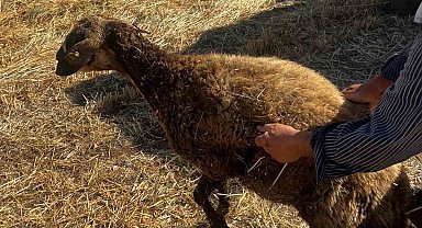 Kızıltepe'de Kuyuya Düşen Koyun Kurtarıldı