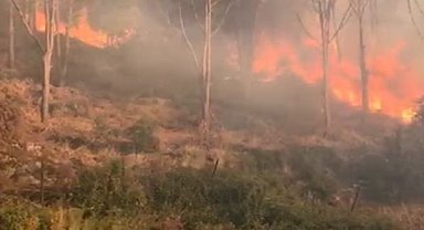 Koçarlı'da Fıstık Çamları Yangınına Hızlı Müdahale