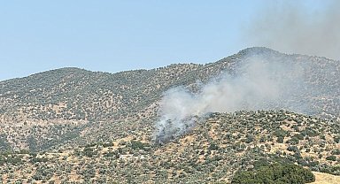 Koçarlı'da Zeytinlik Yangını Kontrol Altında