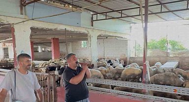 Kurbanlık Koyunlara Davul Zurnalı Moral Konseri!