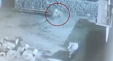 Kurt, ağıldaki sürüye böyle daldı: Kurdun kaptığı koyun ölü taklidi yaparak kurtuldu