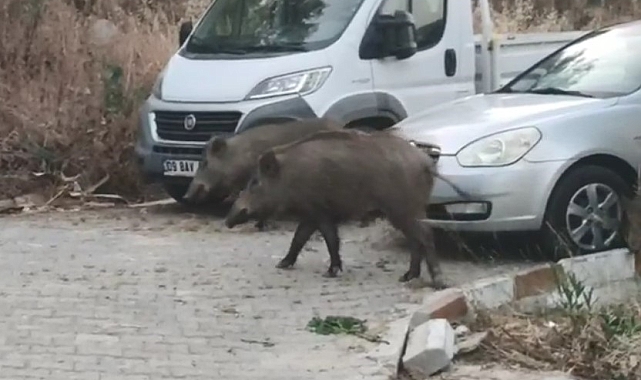 Kuşadası Sokaklarında Domuz Sürüsü