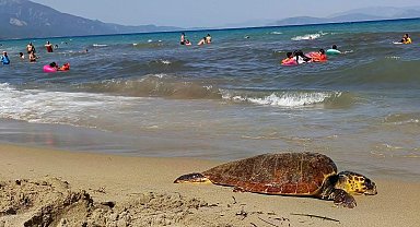 Kuşadası'nda Nesli Tehlike Altında Olan Erkek Caretta Caretta Karaya Vurdu