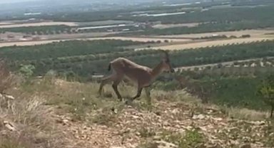 Malatya Dağlarında Koruma Altındaki Yaban Keçileri Sürü Halinde Görüntülendi