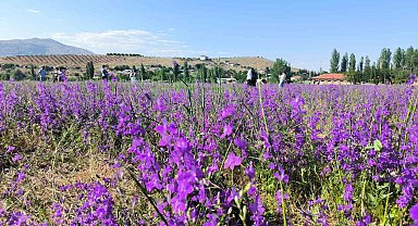 Malatya Doğanşehir'de Lavanta Görünümlü Mor Çiçekler Büyüledi