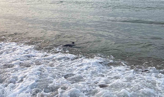 Mersin'de köpekbalığı tedirginliği