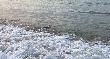 Mersin'de köpekbalığı tedirginliği