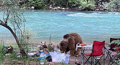 Munzur Vadisi'nde Ayı Ailesi Piknik Sofrasına Konuk Oldu!