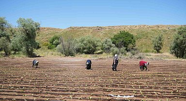 Muş'ta Tütün Ekimi Başladı: Hedef Kent Ekonomisine 1 Milyar TL Katkı