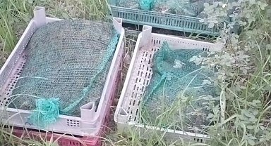 Niğde'de İzinsiz Kurbağa Avına Jandarmadan Baskın: 133 Kilo Canlı Kurbağa Ele Geçirildi!