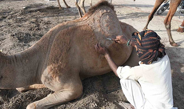 Pakistan&#039;da Kurban Bayramı öncesi develer geleneksel motiflerle süslendi
