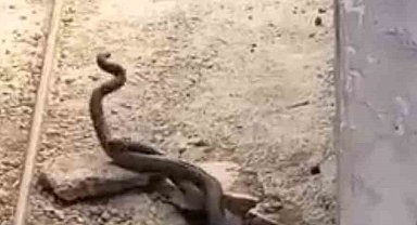 Palu'da Evden Çıkan İki Yılan Paniğe Neden Oldu