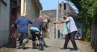 Rize'de Kaçan Kurbanlık Boğa Sahiplerine Zor Anlar Yaşattı!