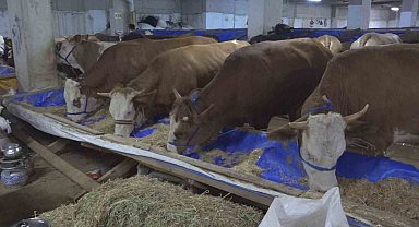 Rize'nin 4 Katlı Kurban Pazarı Bayram Öncesi Hareketlendi: "Minik" 340 Bin Liraya Satıldı!