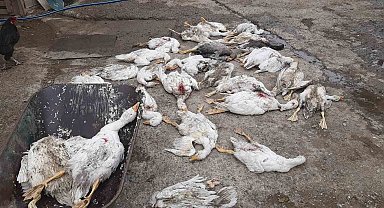 Samsun Vezirköprü'de 26 Kaz Telef Oldu: Köpek Saldırısı Şüphesi ve 52 Bin TL Zarar