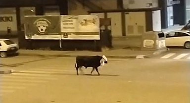 Seydişehir'de Kaçan Kurbanlık Boğa Paniğe Neden Oldu