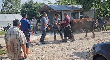 Sinop'ta Kurbanlık İnek Kurban Bayramı'nda Panik Yaşattı