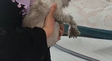 Sivas'ta Bacada Mahsur Kalan Kedi İtfaiye Tarafından Kurtarıldı