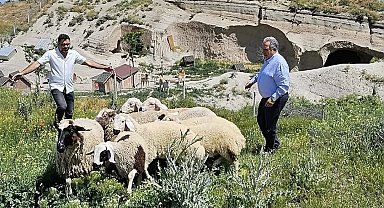 Talas Belediyesi Sahipsiz Küçükbaş Hayvanları Koruma Altına Aldı