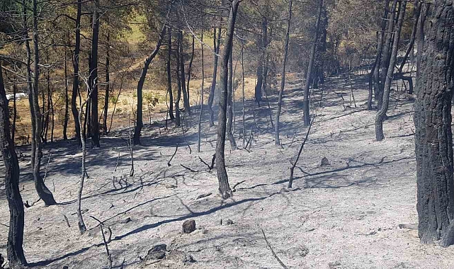 Taraklı&#039;daki Orman Yangını 24 Saattir Kontrol Altına Alınamadı