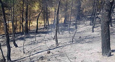 Taraklı'daki Orman Yangını 24 Saattir Kontrol Altına Alınamadı