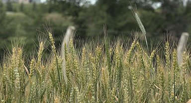 Trakya Buğdayı Kuraklık Kurbanı: Kalite ve Verim Kaybı Bekleniyor