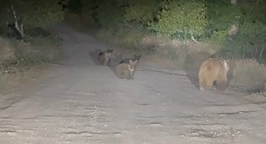 Tunceli'de Anne Ayı ve Yavruları Yiyecek Ararken Görüntülendi